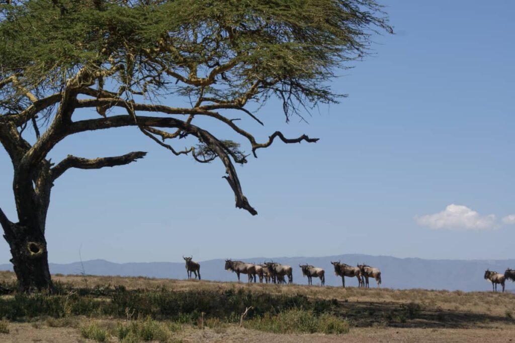 9-DAY KENYA SELF-DRIVE SAFARI ITINERARY