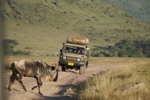A Safari Matser Self drive 4x4 safari jeep on a dirt road in tanzania with a wildebeest crossing in front. The landscape is lush and hilly, conveying a sense of adventure.