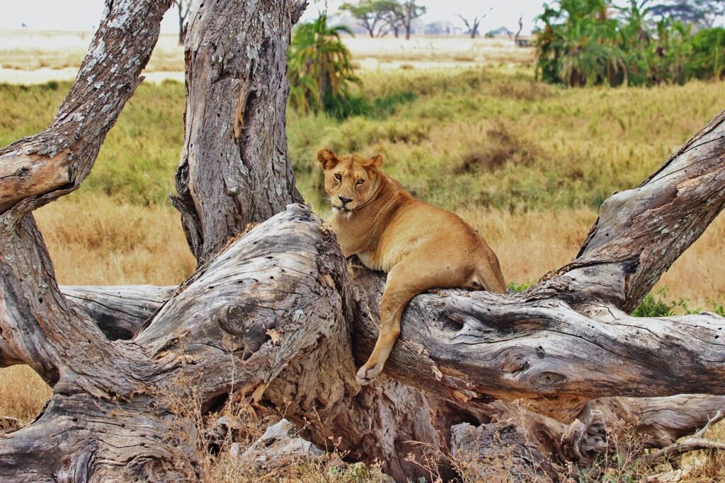 14 DAYS SAFARI IN TANZANIA