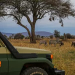 Our fleets of 4x4 includes land cruiser and Hilux designed for safaris in Africa