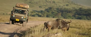 A jeep drives on a dirt road as a wildebeest grazes nearby, showcasing Tanzania distances and driving times.