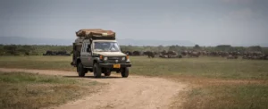 A jeep drives along a dirt road, surrounded by a herd of wildebeest, highlighting travel restriction in wildlife areas.