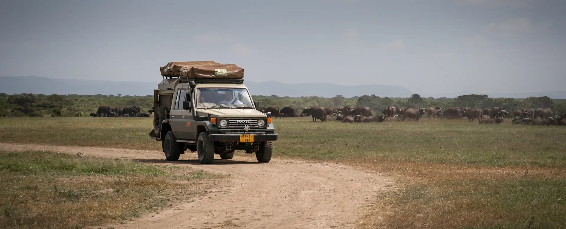 A jeep drives along a dirt road, surrounded by a herd of wildebeest, highlighting travel restriction in wildlife areas.