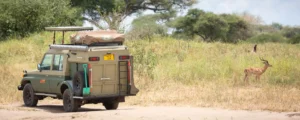 A safari vehicle driving in Tanzania along a dusty dirt road surrounded by lush greenery and wildlife.