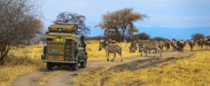 A truck navigates a dirt road in Tanzania, with zebras and other animals present.