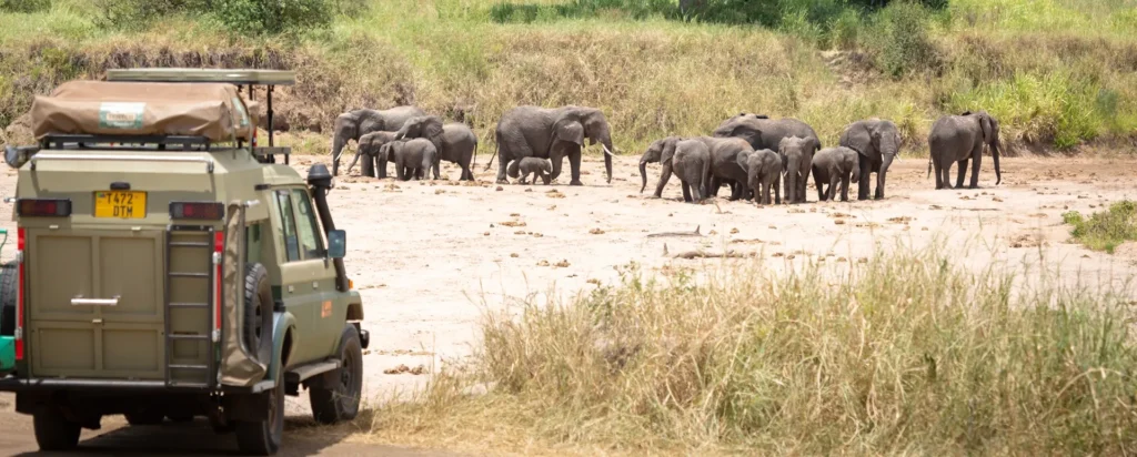 A safari vehicle is parked on a dirt path, observing a herd of elephants, including calves, gathered at a dry riverbed. The scene conveys a calm, natural atmosphere in a Tanzania National Parks
