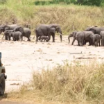 A safari vehicle is parked on a dirt path, observing a herd of elephants, including calves, gathered at a dry riverbed. The scene conveys a calm, natural atmosphere in a Tanzania National Parks