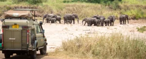 A safari vehicle is parked on a dirt path, observing a herd of elephants, including calves, gathered at a dry riverbed. The scene conveys a calm, natural atmosphere in a Tanzania National Parks
