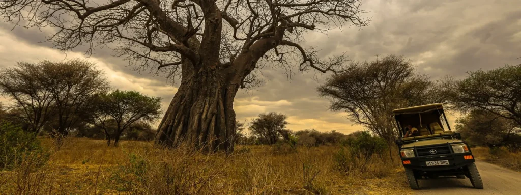 A safari vehicle drives through the bush, with a prominent tree behind, highlighting the best time to visit Kenya landscapes.