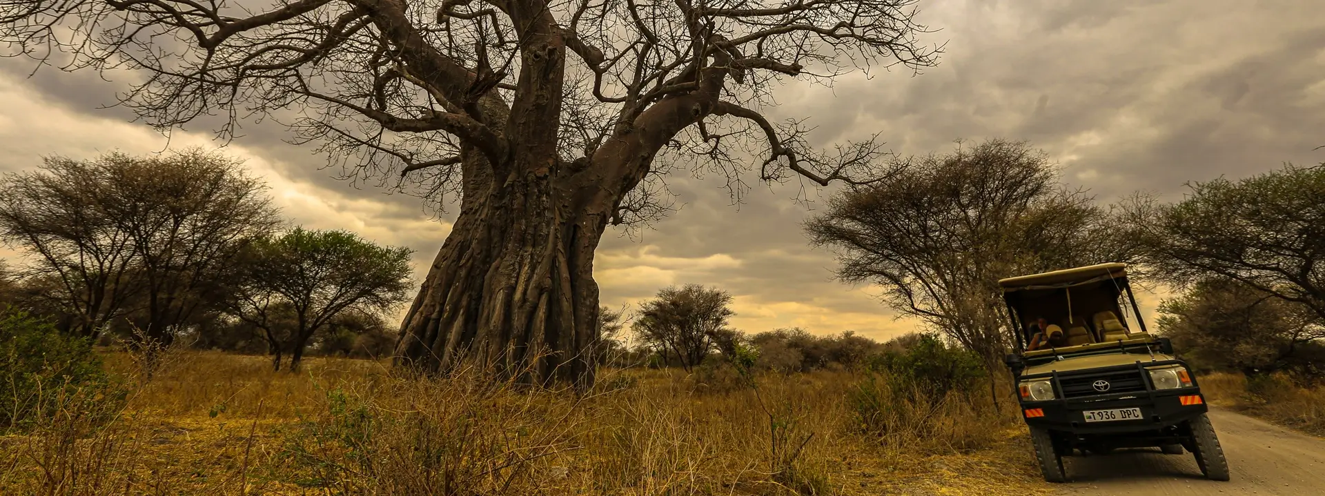 Un vehículo de safari conduce por la sabana, con un árbol destacado al fondo, resaltando los paisajes de la mejor época para visitar Kenia.
