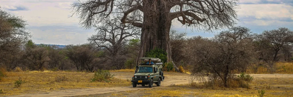 A safari vehicle drives along a dirt road beside a large tree, highlighting the cost of travel in Kenya scenic landscapes.