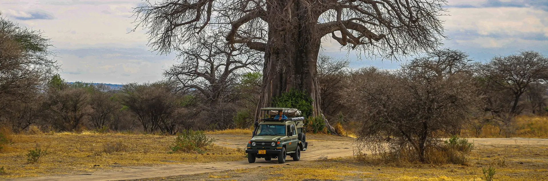 Un vehículo de safari circula por un camino de tierra junto a un gran árbol, destacando el coste de viajar a Kenia y sus paisajes escénicos.