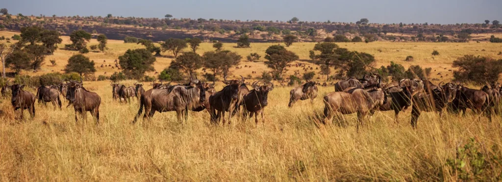 A herd of wildebeest migrates across the plains of Kenya, showcasing the natural beauty and wildlife of the region.