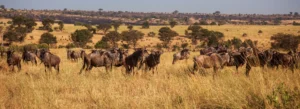 A herd of wildebeest migrates across the plains of Kenya, showcasing the natural beauty and wildlife of the region.