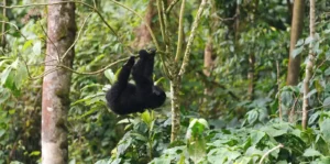 A small gorilla hangs from a tree in the jungle, showcasing wildlife during gorilla and chimpanzee trekking in Uganda.