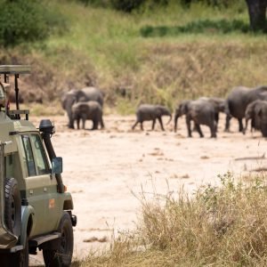 SafariMasters Tarangire 032025-30