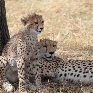 africa-2141675_1920