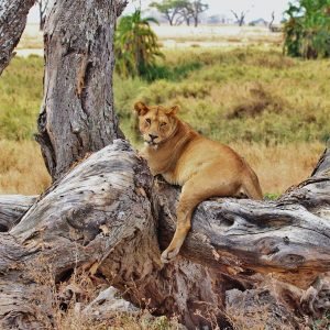 lion-277328_1920