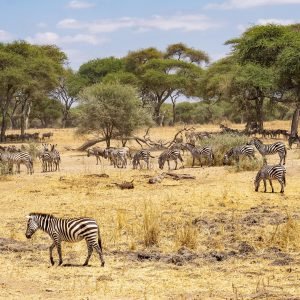zebra-7416165_1920