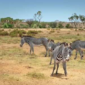 zebras-7238167_1920